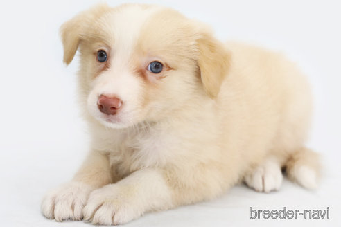 成約済の神奈川県のボーダーコリー-327513の1枚目